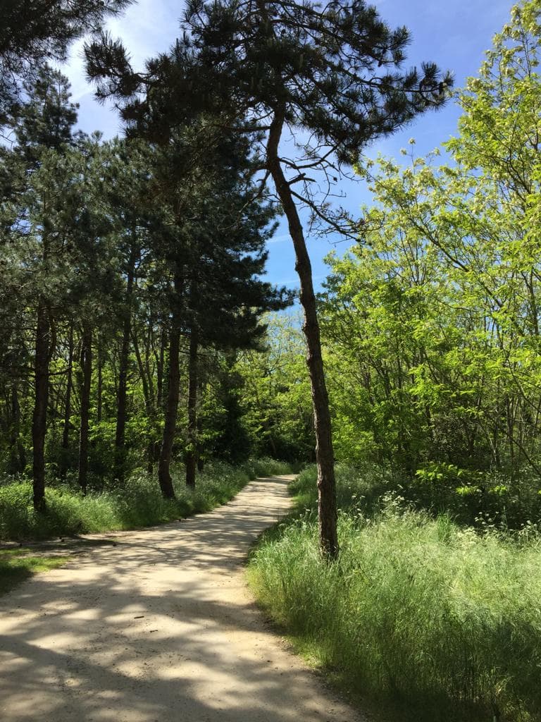 Forêt de Talmondais - Image 1
