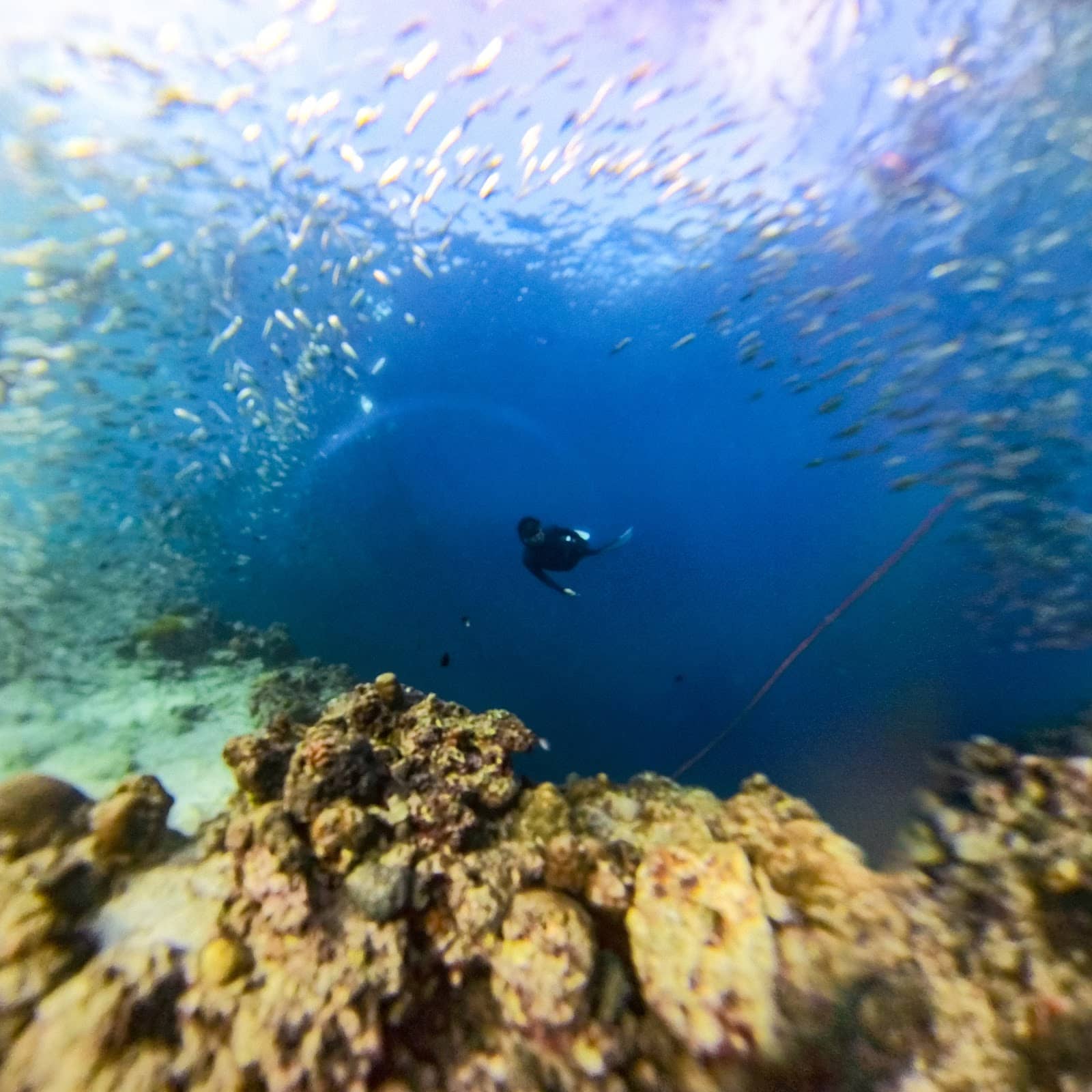 Sea Turtle Encounters