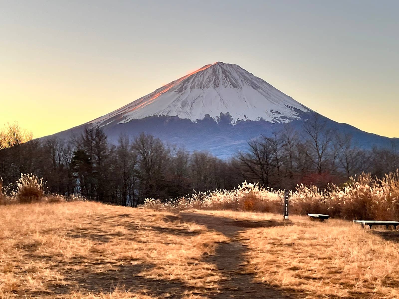 Aokigahara Forest Below
