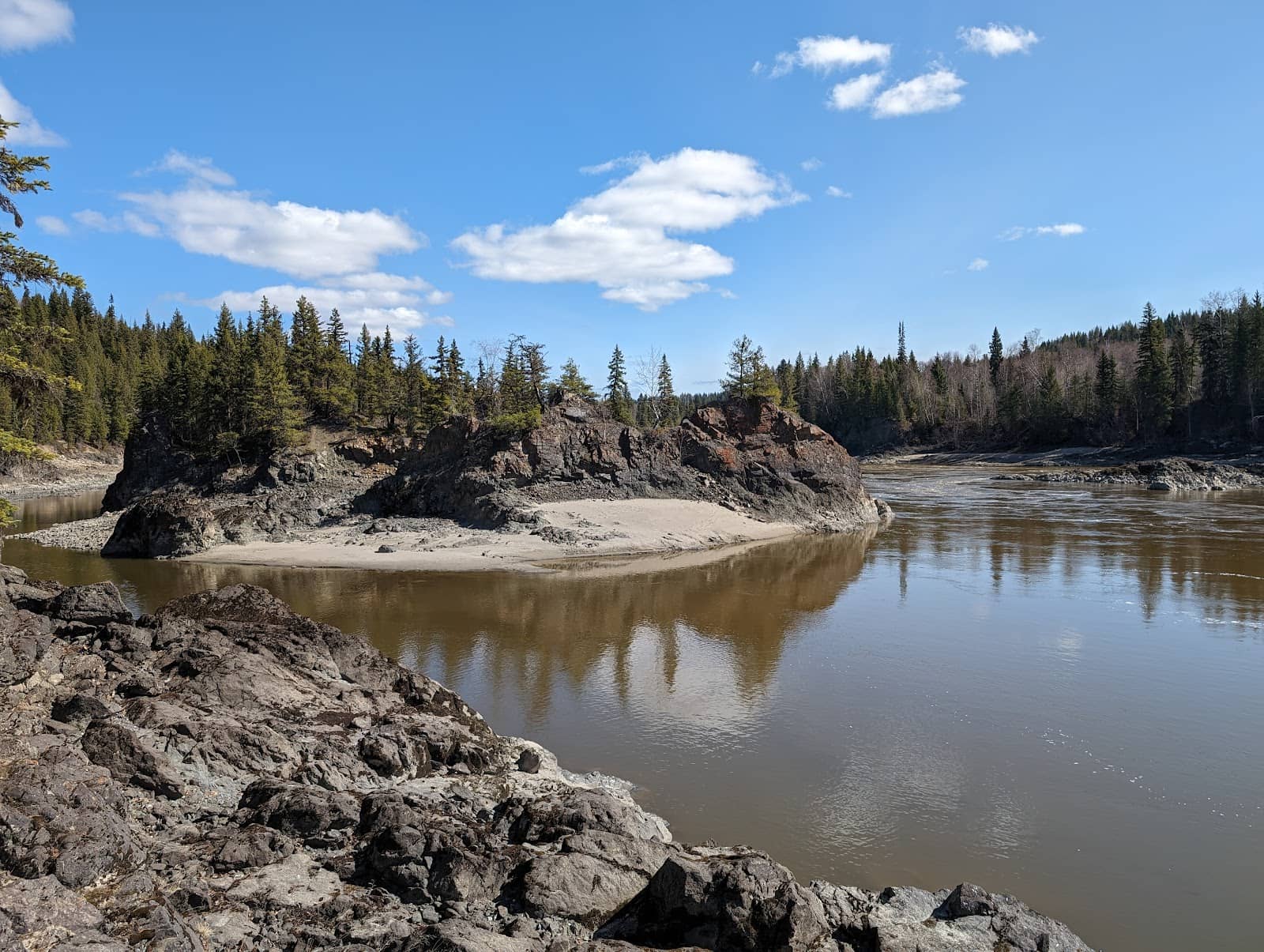 Informative Bear Tree