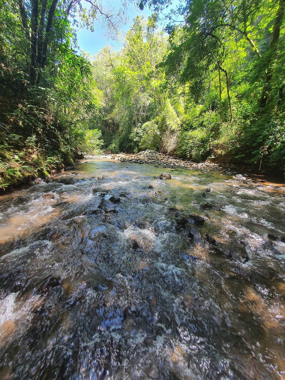 Macacos São Sebastião das Águas Claras - Image 1