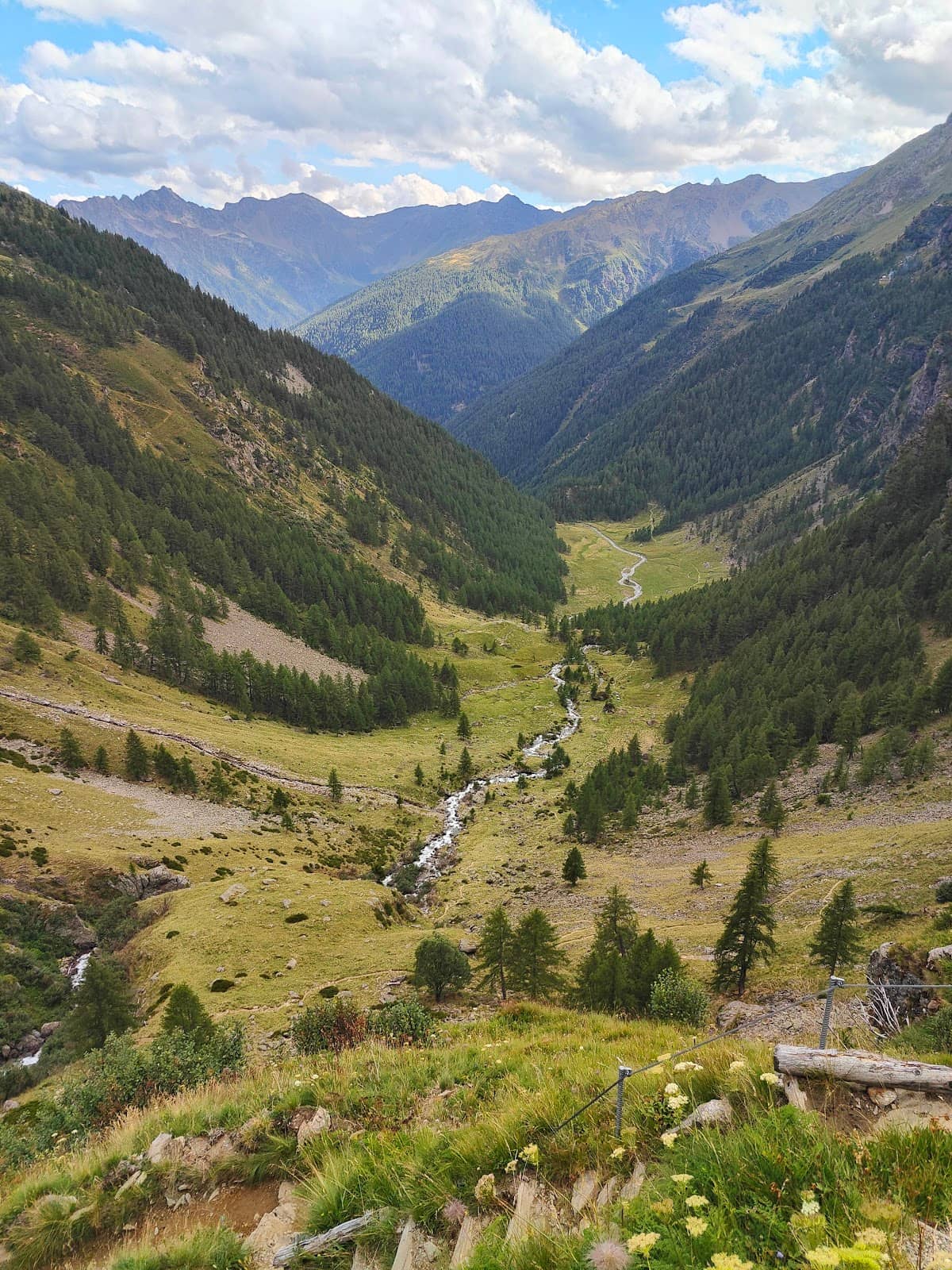 Tranquil Forest Trails