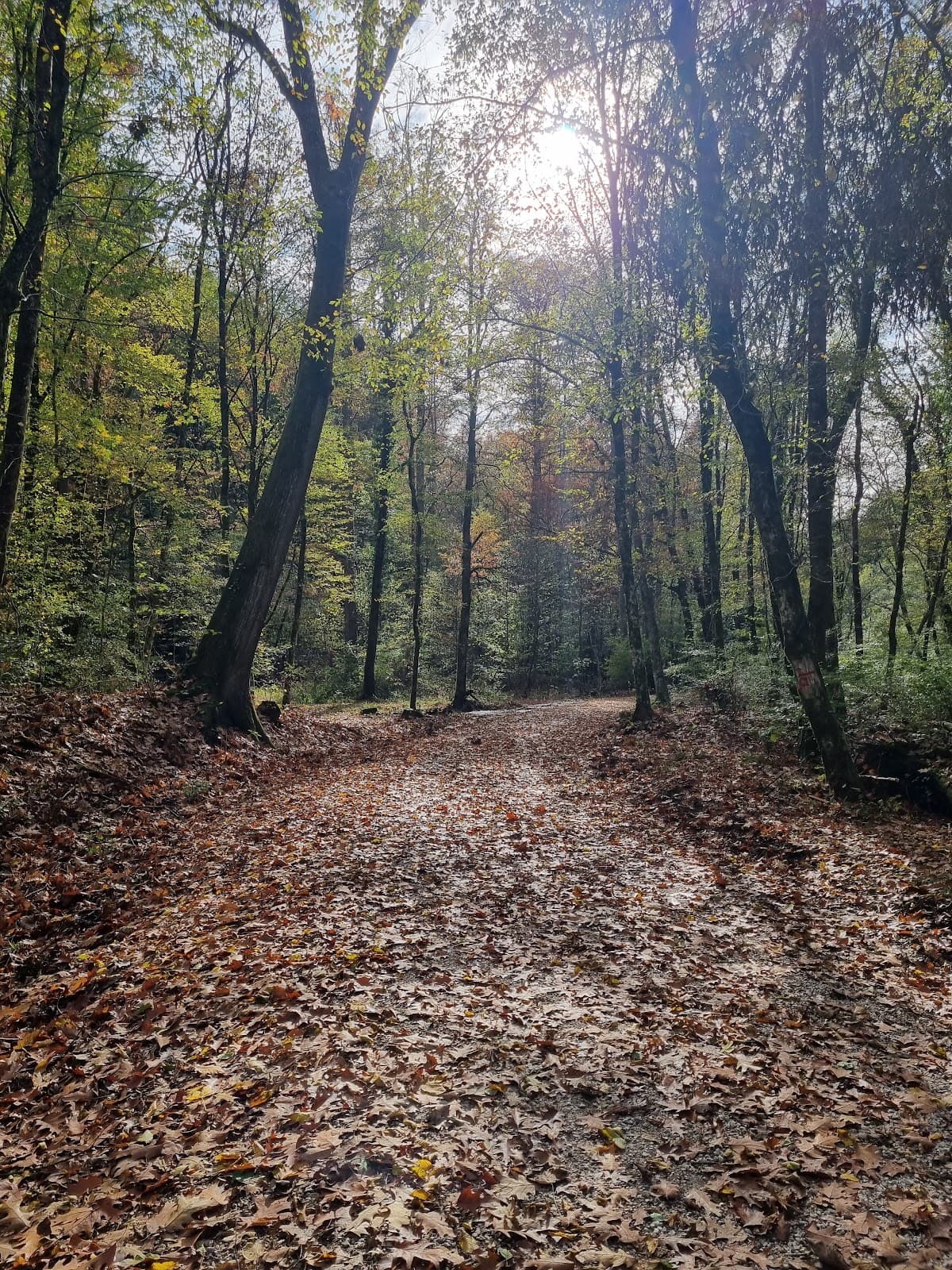 Panovec Forest - Image 1