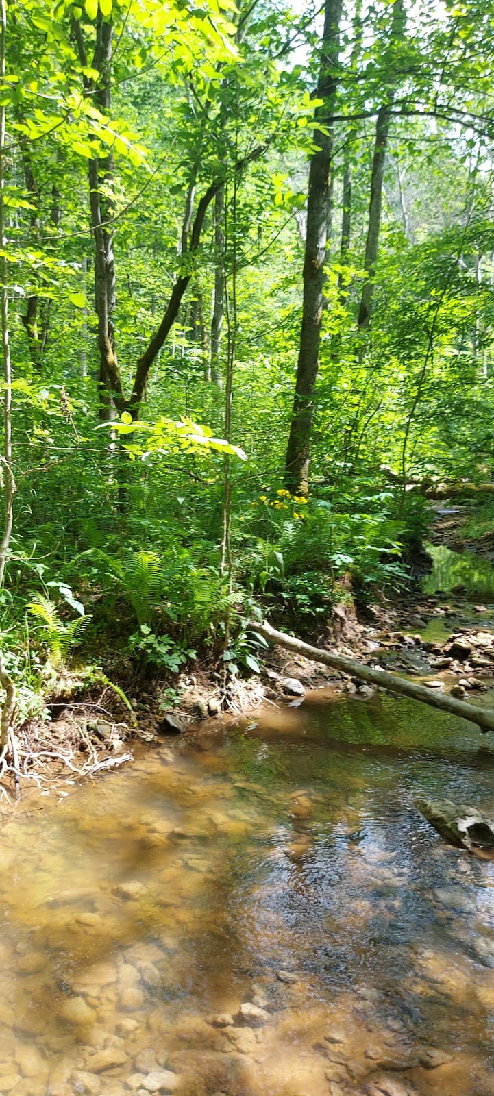 Vējupīte Ravine - Image 1