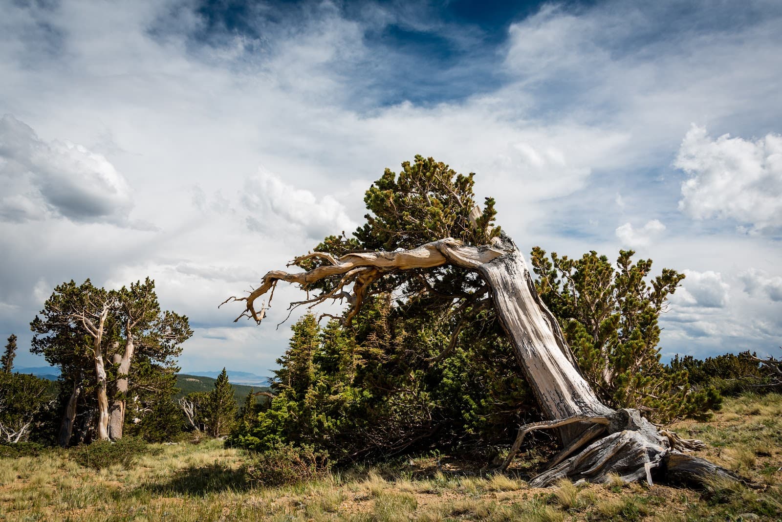 Windy Ridge Bristlecone Pine Scenic Area - Image 1