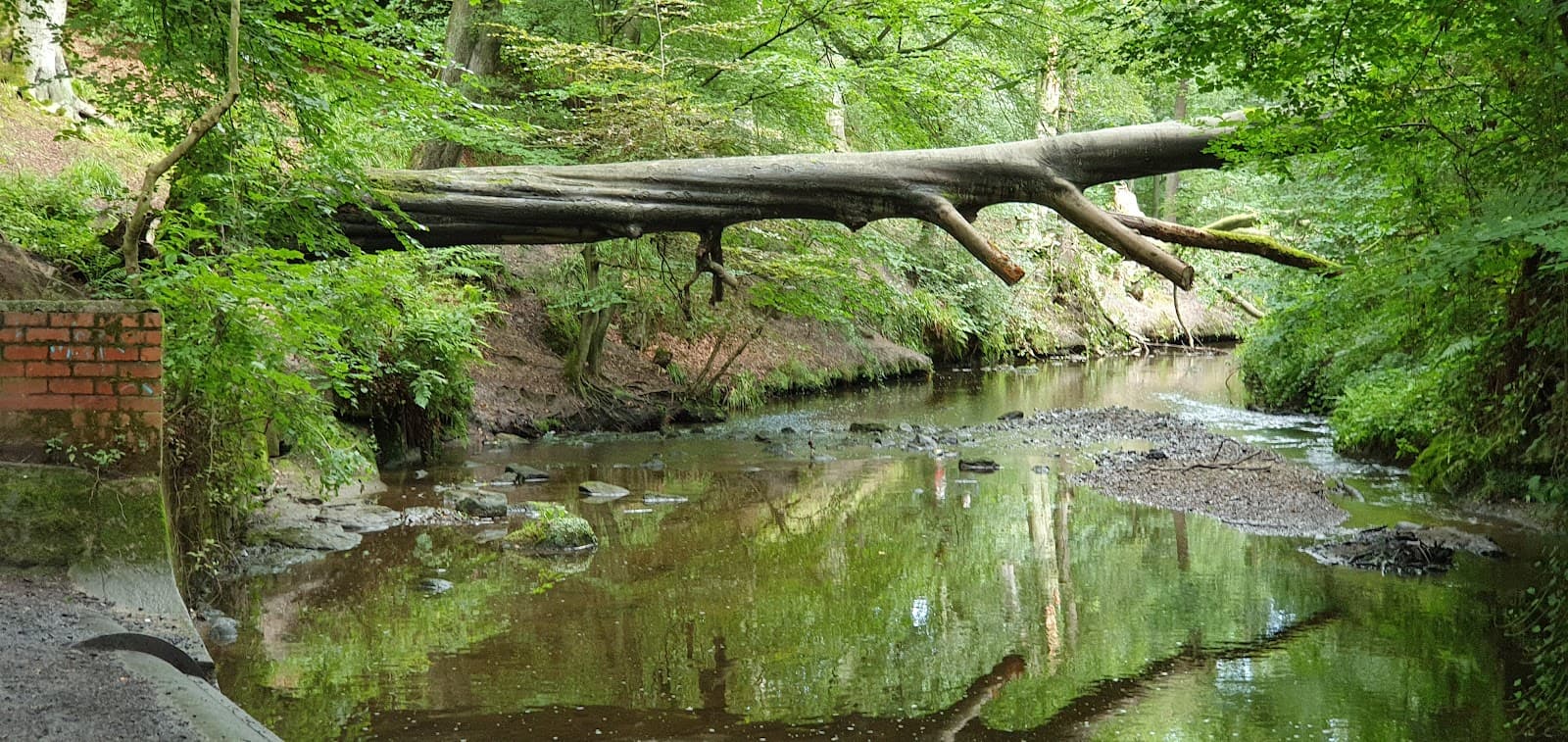 Holywell Dene - Image 1