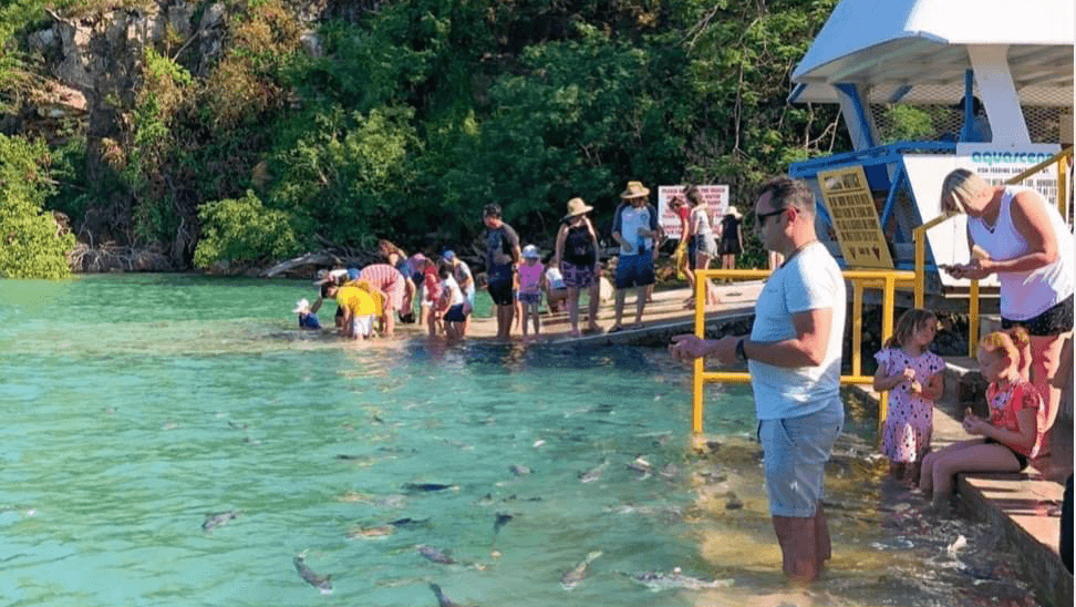 Aquascene Fish Feeding Doctors Gully - Image 1