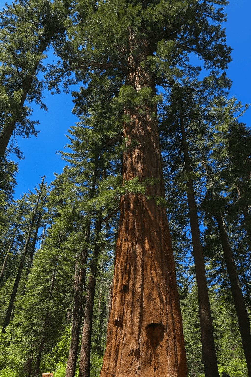 Tuolumne Grove Yosemite - Image 1