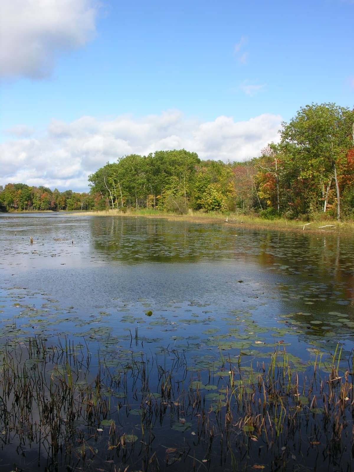 Autumn Foliage Spectacle