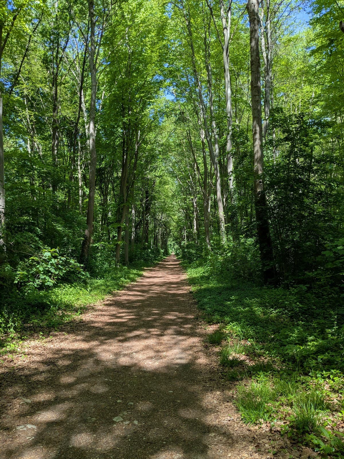 Forest of Saint-Germain-en-Laye - Image 1