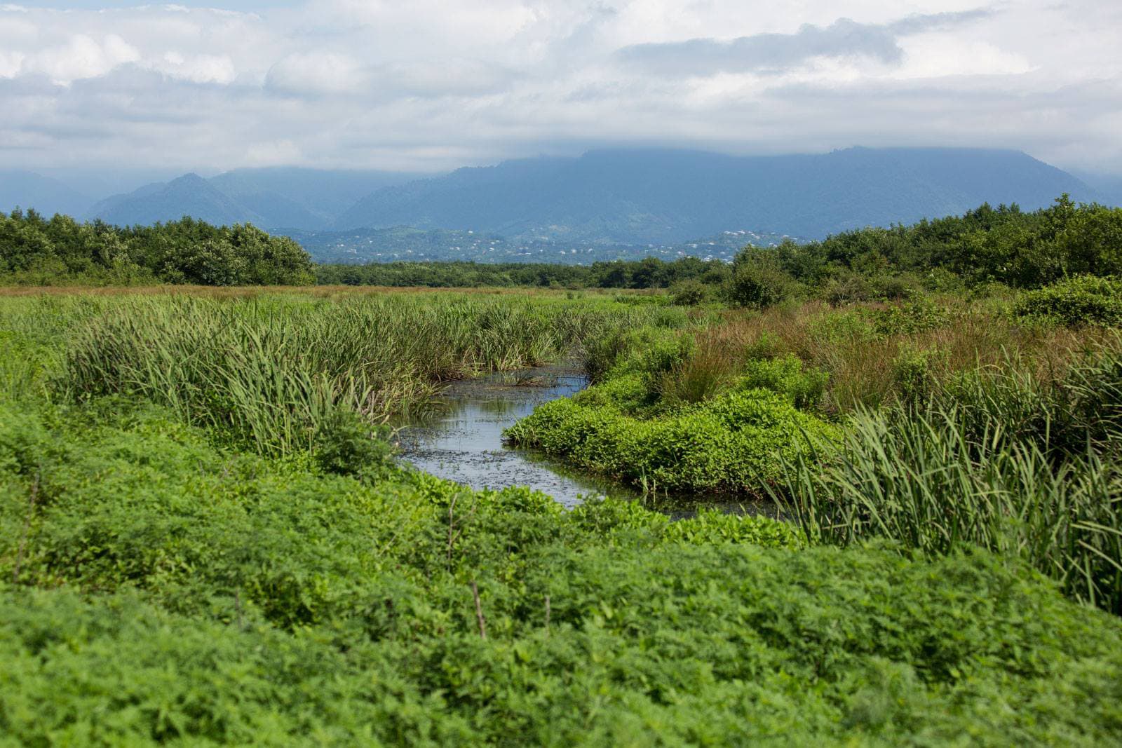 Kobuleti Nature Reserve Ispani Mire - Image 1