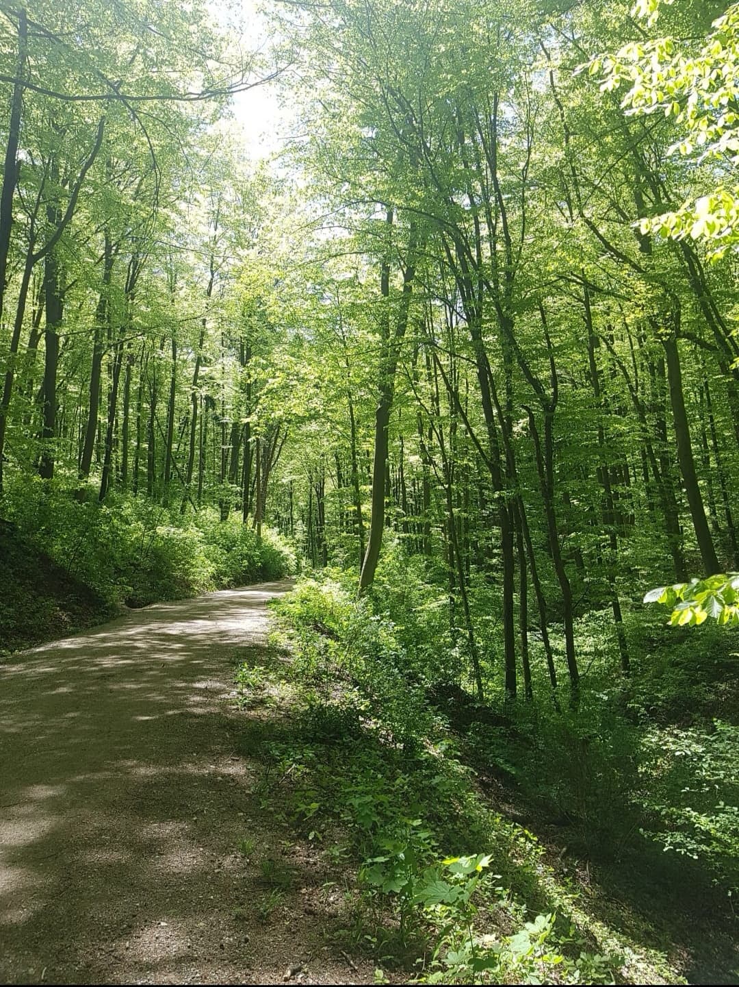 Vienna Woods (Wienerwald) - Image 1