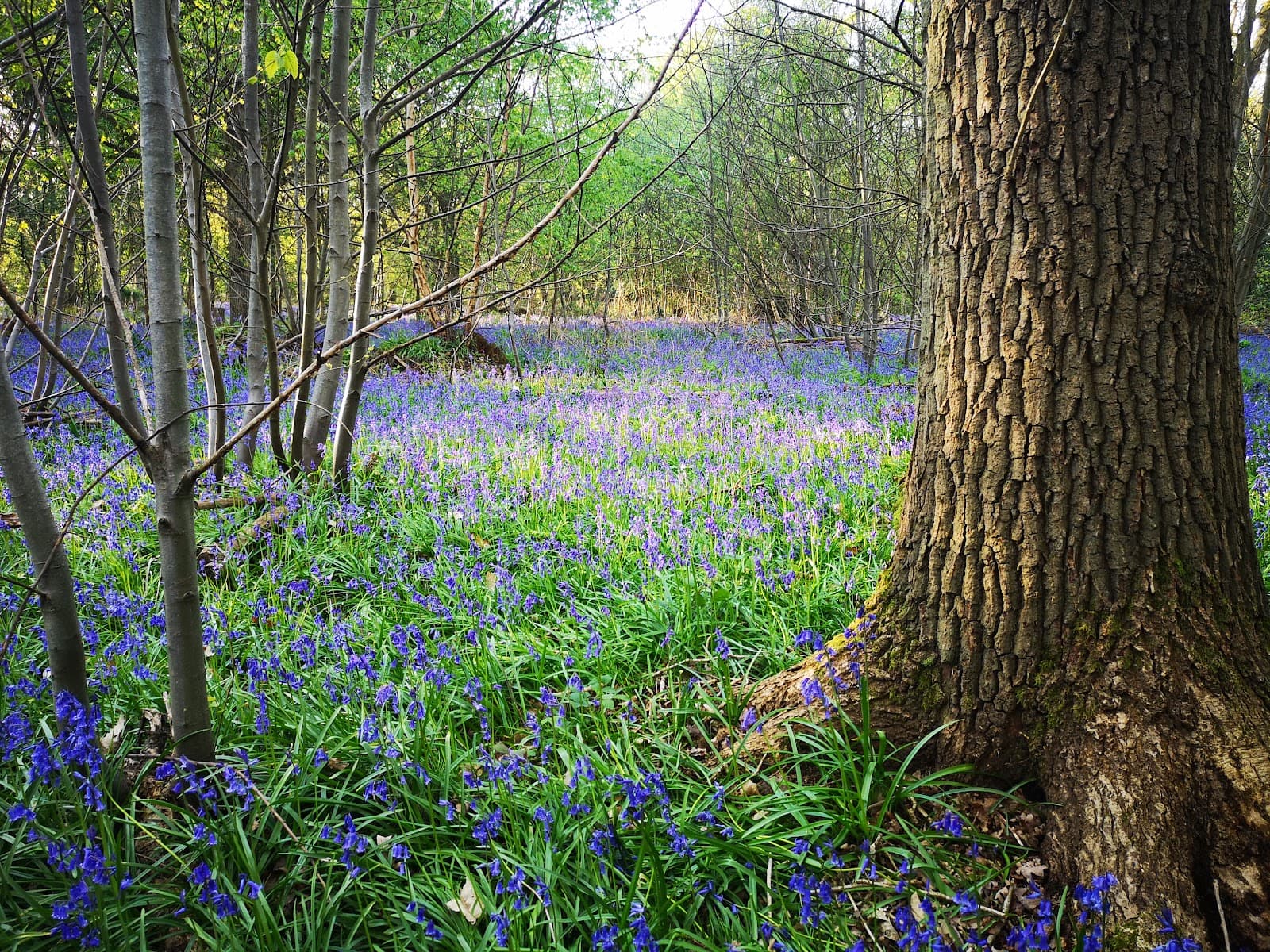 Weeleyhall Wood Nature Reserve - Image 1