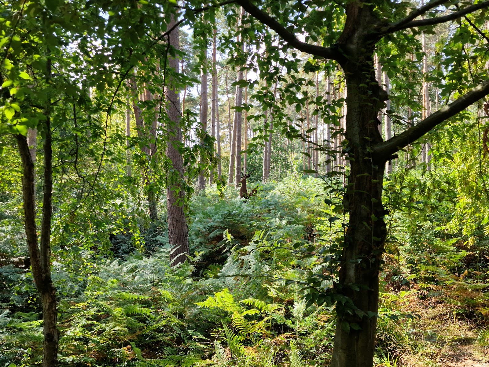 Broxbourne Woods National Nature Reserve - Image 1