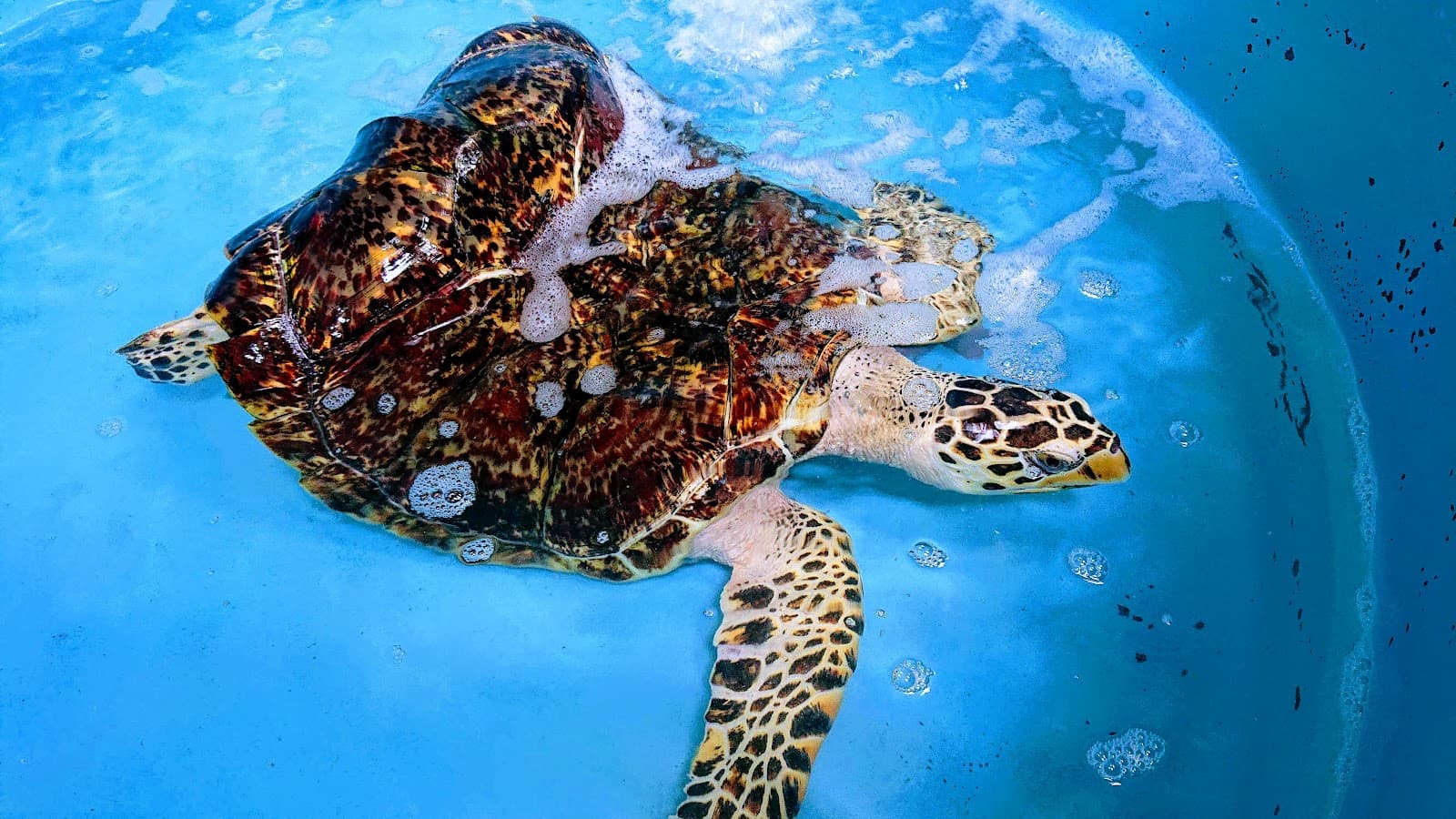 Phuket Marine Biological Center - Image 1