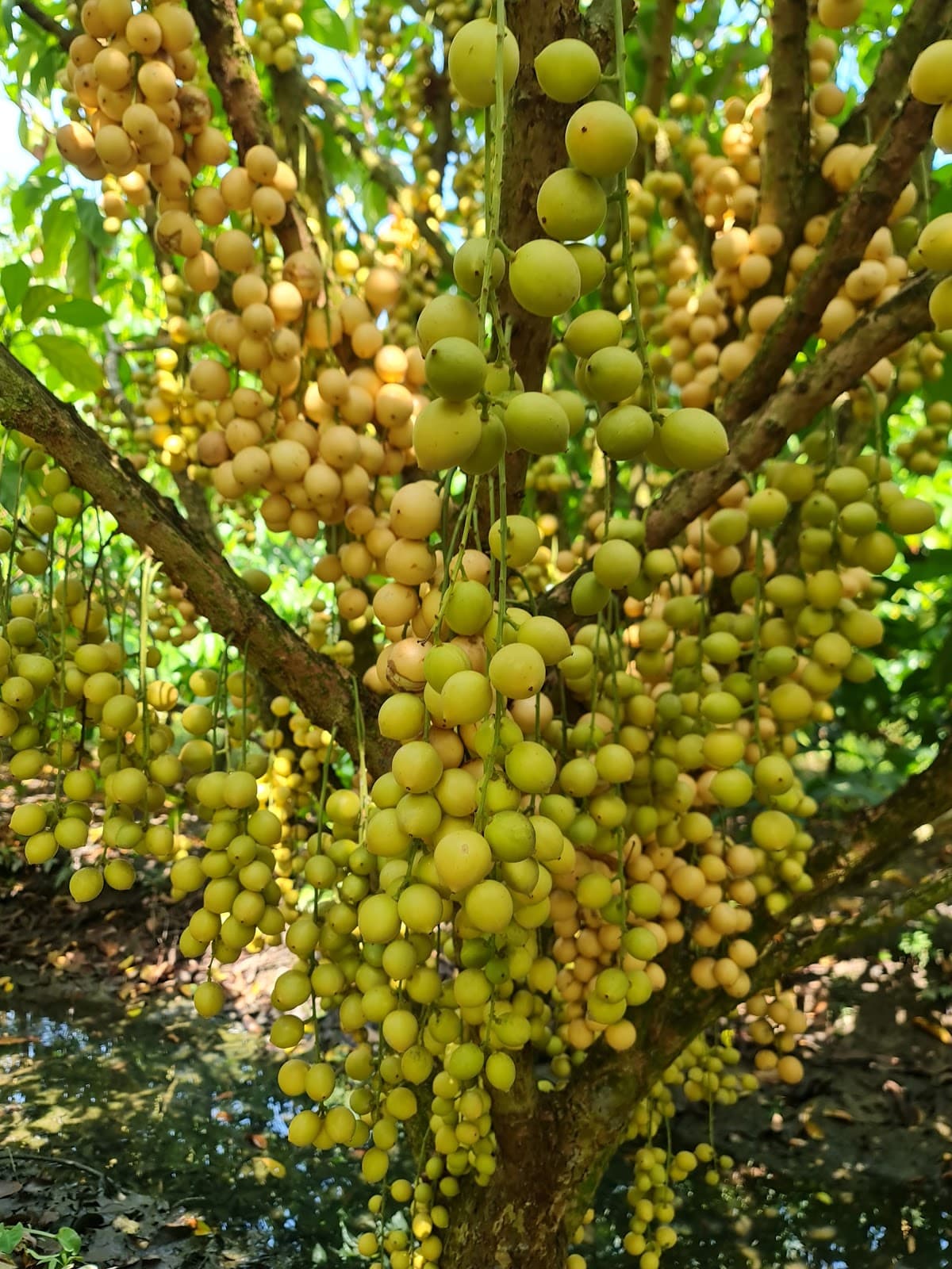 9 Hong Fruit Garden - Image 1