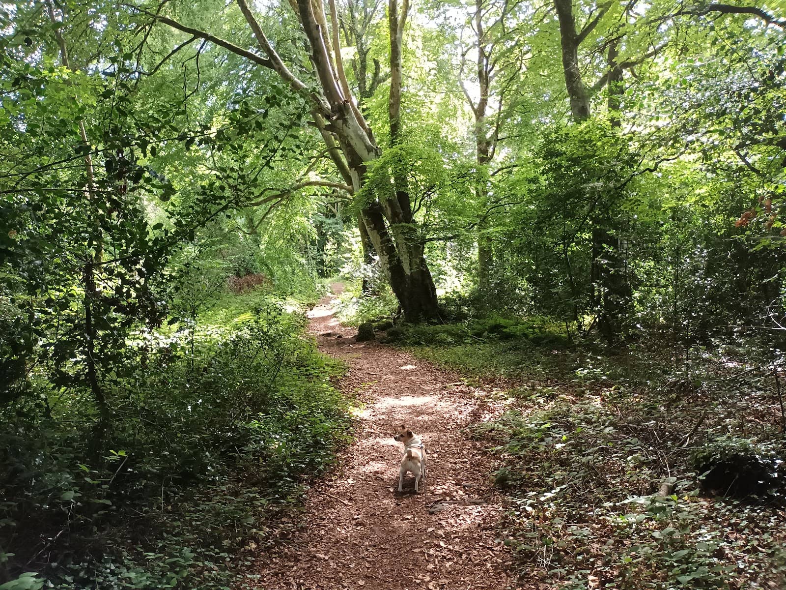 Red Squirrel Sightings