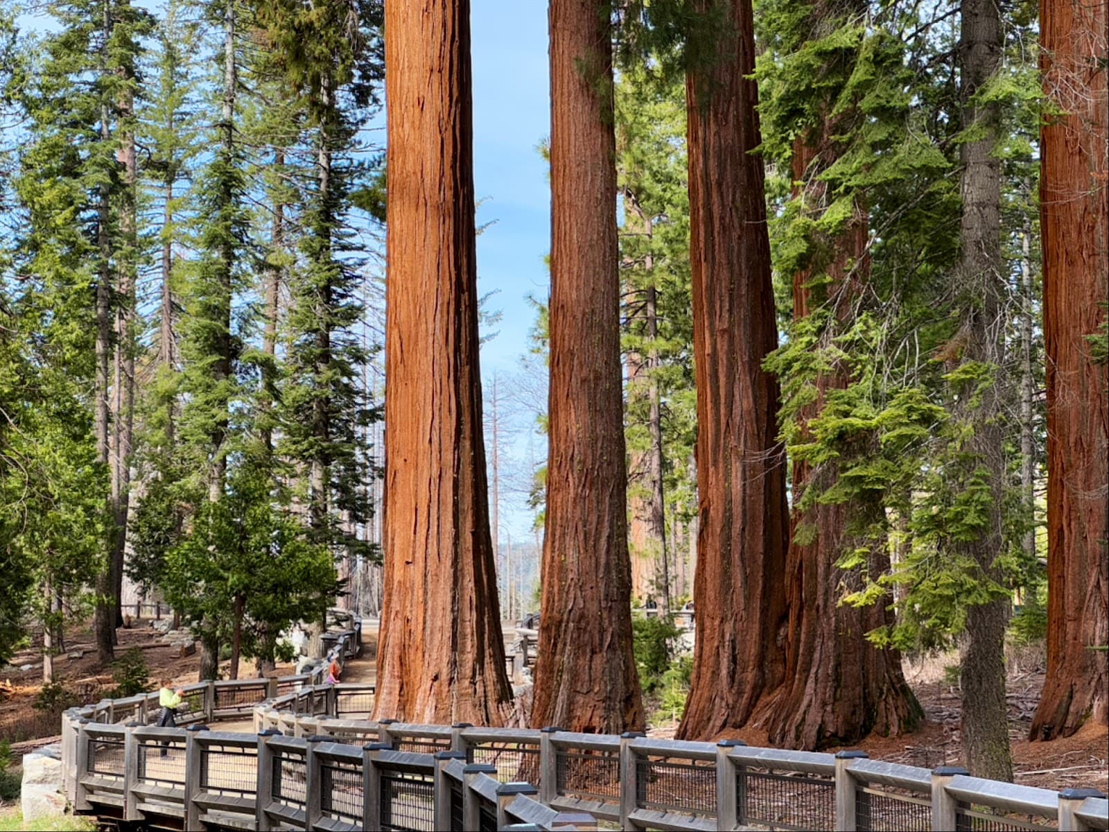 Mariposa Grove - Image 1