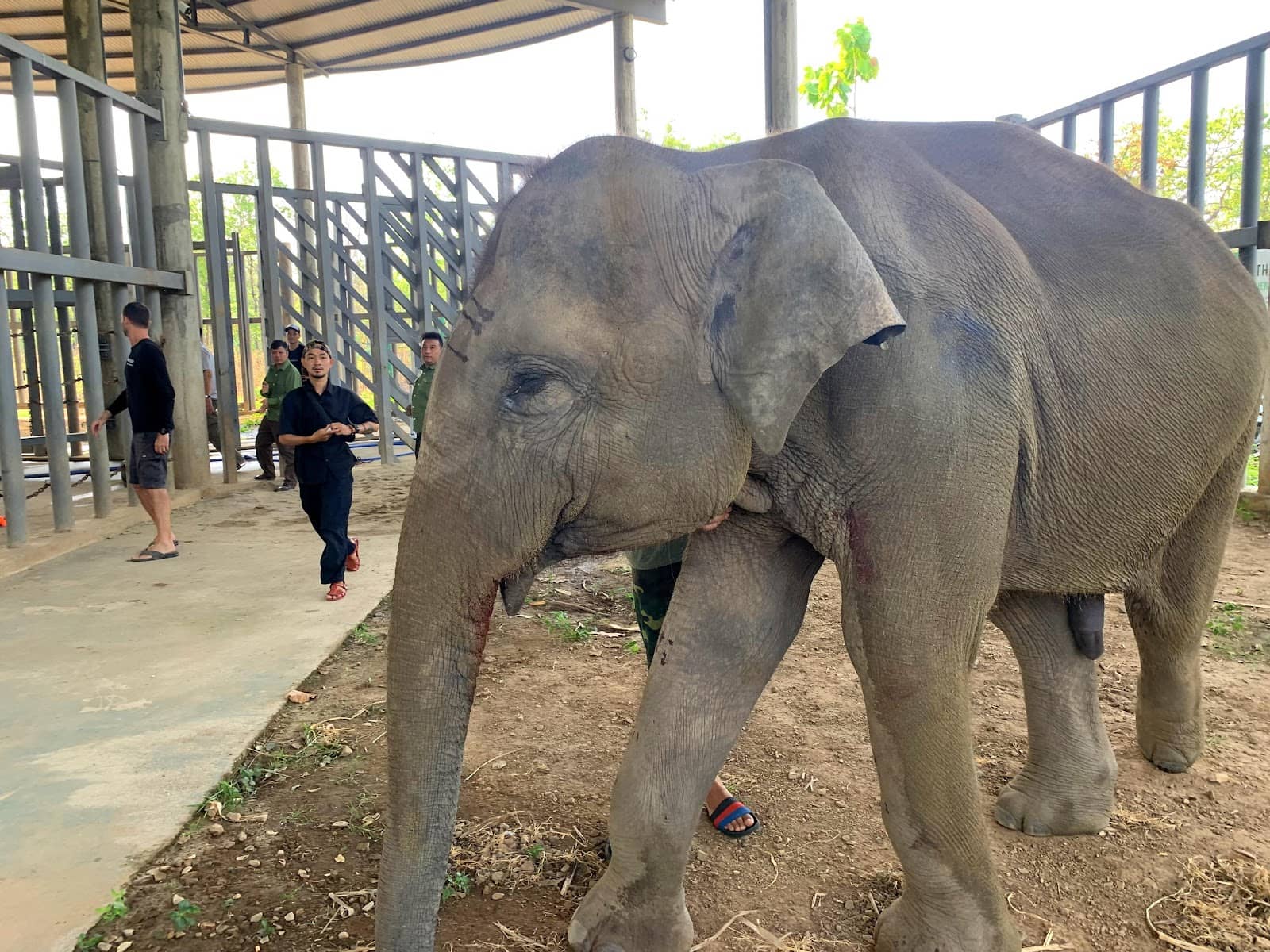 Sunset Views with Elephants