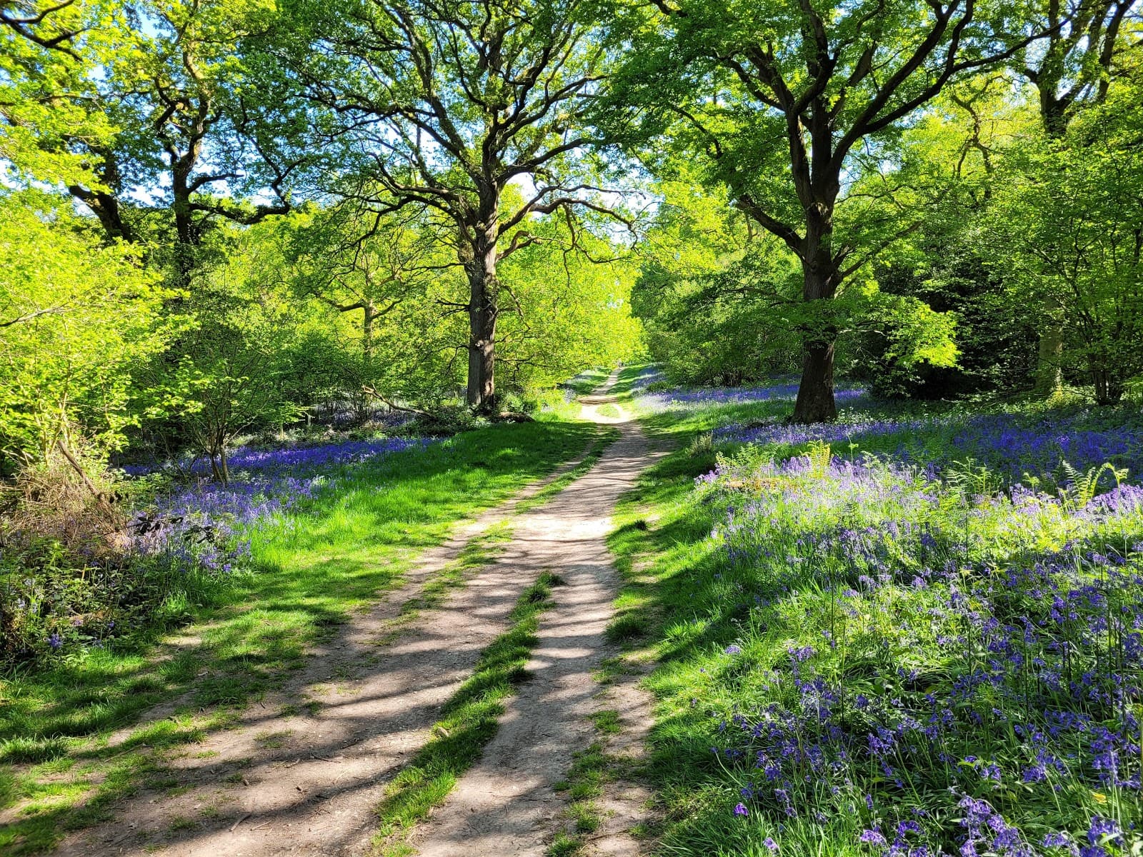 King's Wood, Sanderstead - Image 1