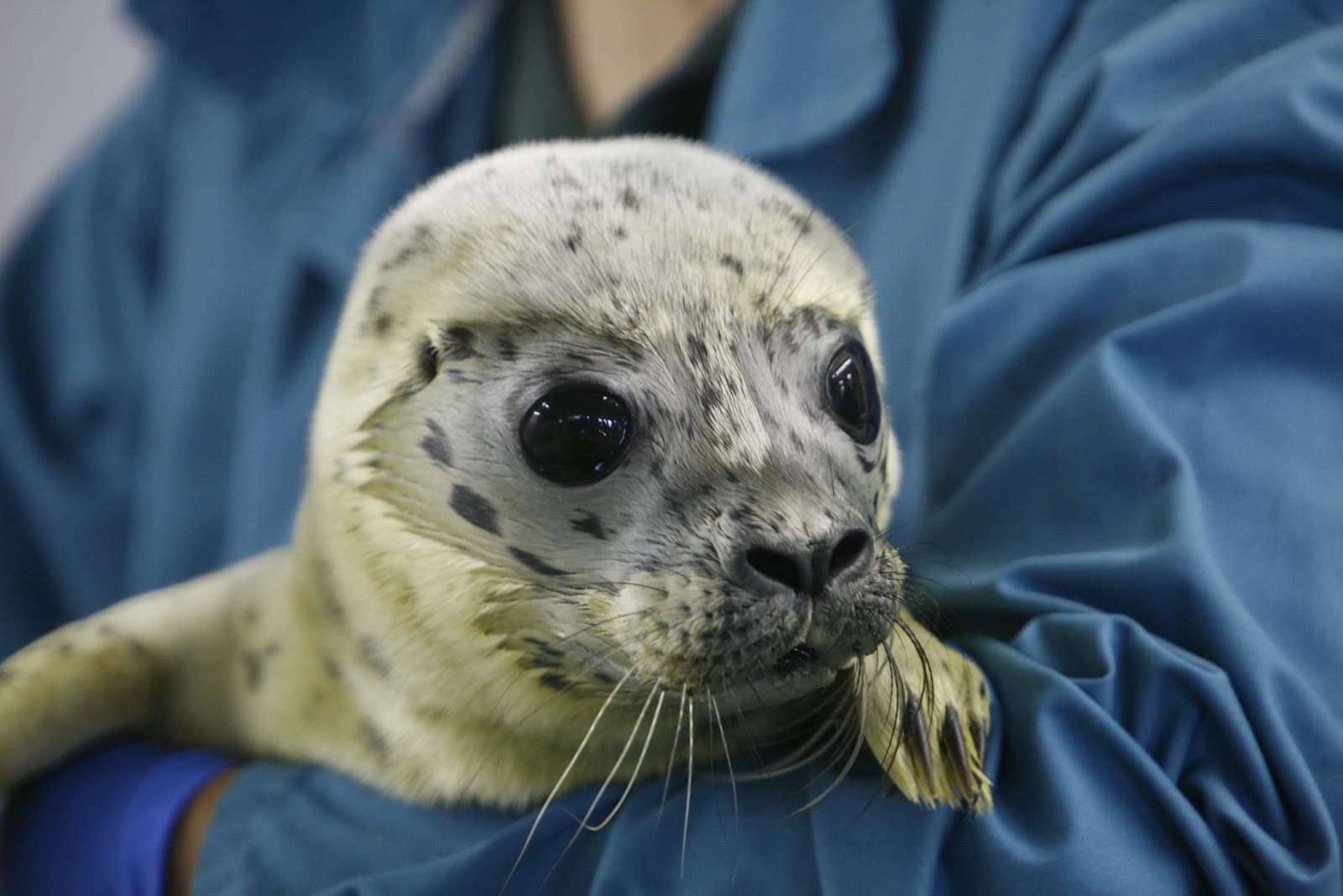 Pieterburen Seal Centre - Image 1