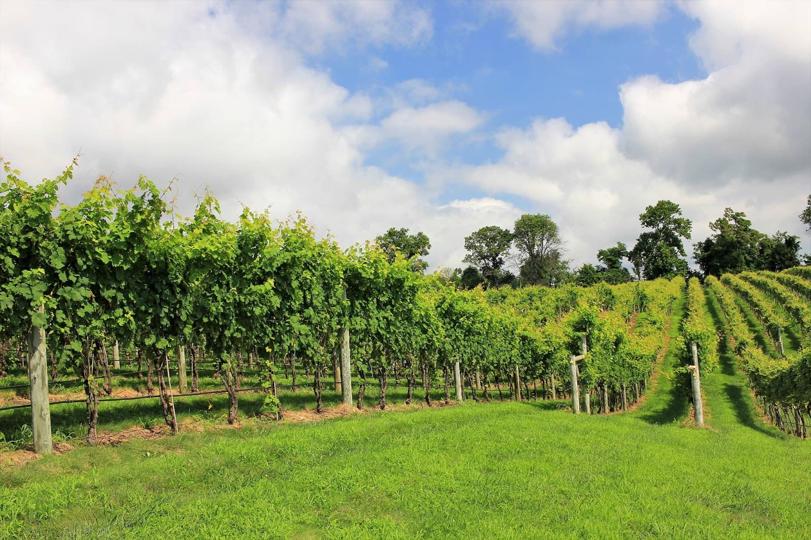 Williams Gap Vineyard - Image 1