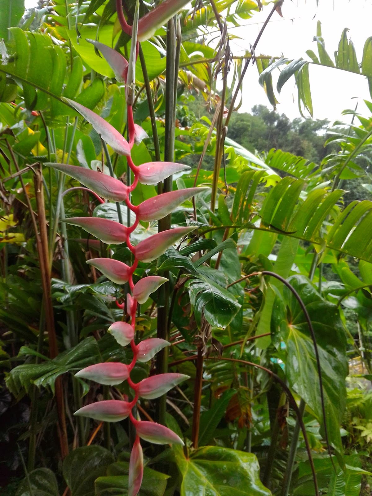 Papillote Tropical Gardens - Image 1