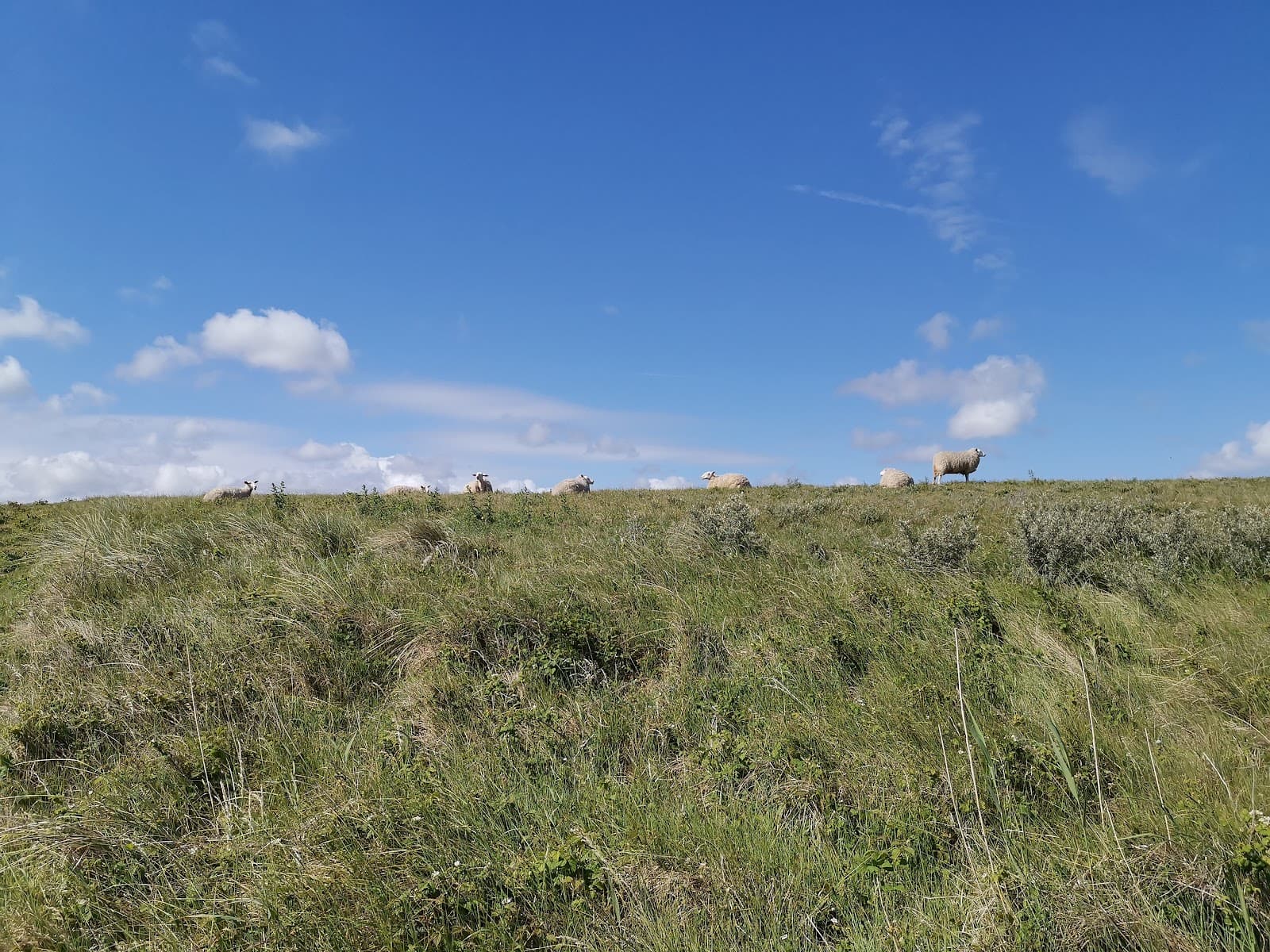 IJzermonding Nature Reserve - Image 1