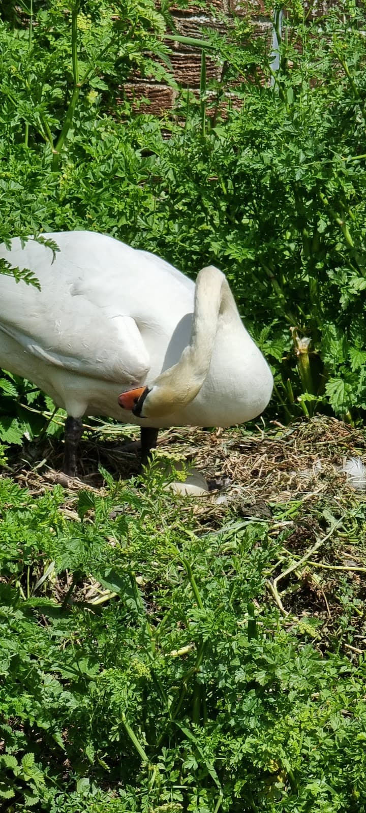 Wallington Village - Image 1