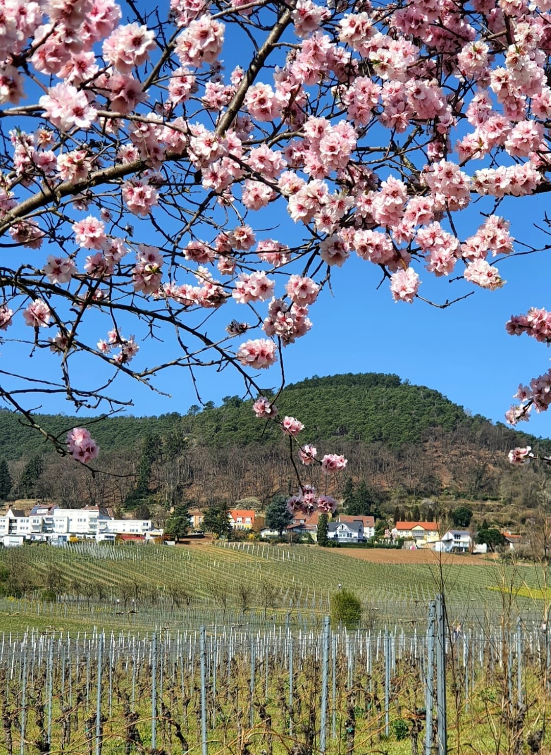 Neustadt Germany - Image 1