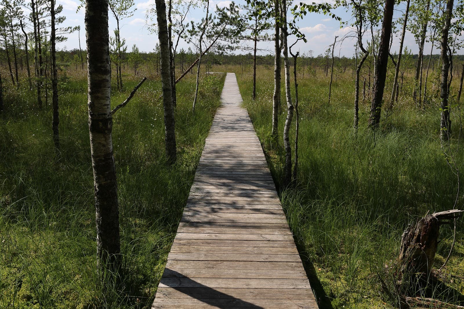 Berezinsky Biosphere Reserve Belarus - Image 1