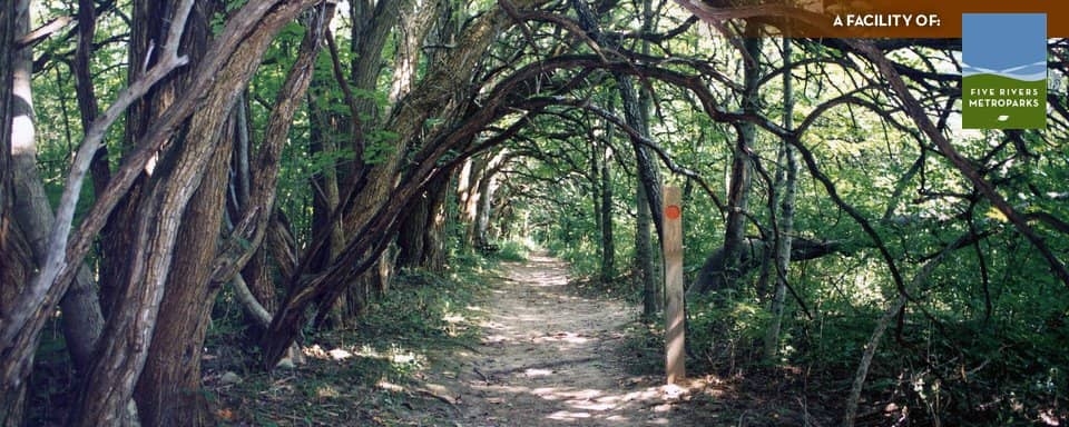 Osage Orange Tunnels