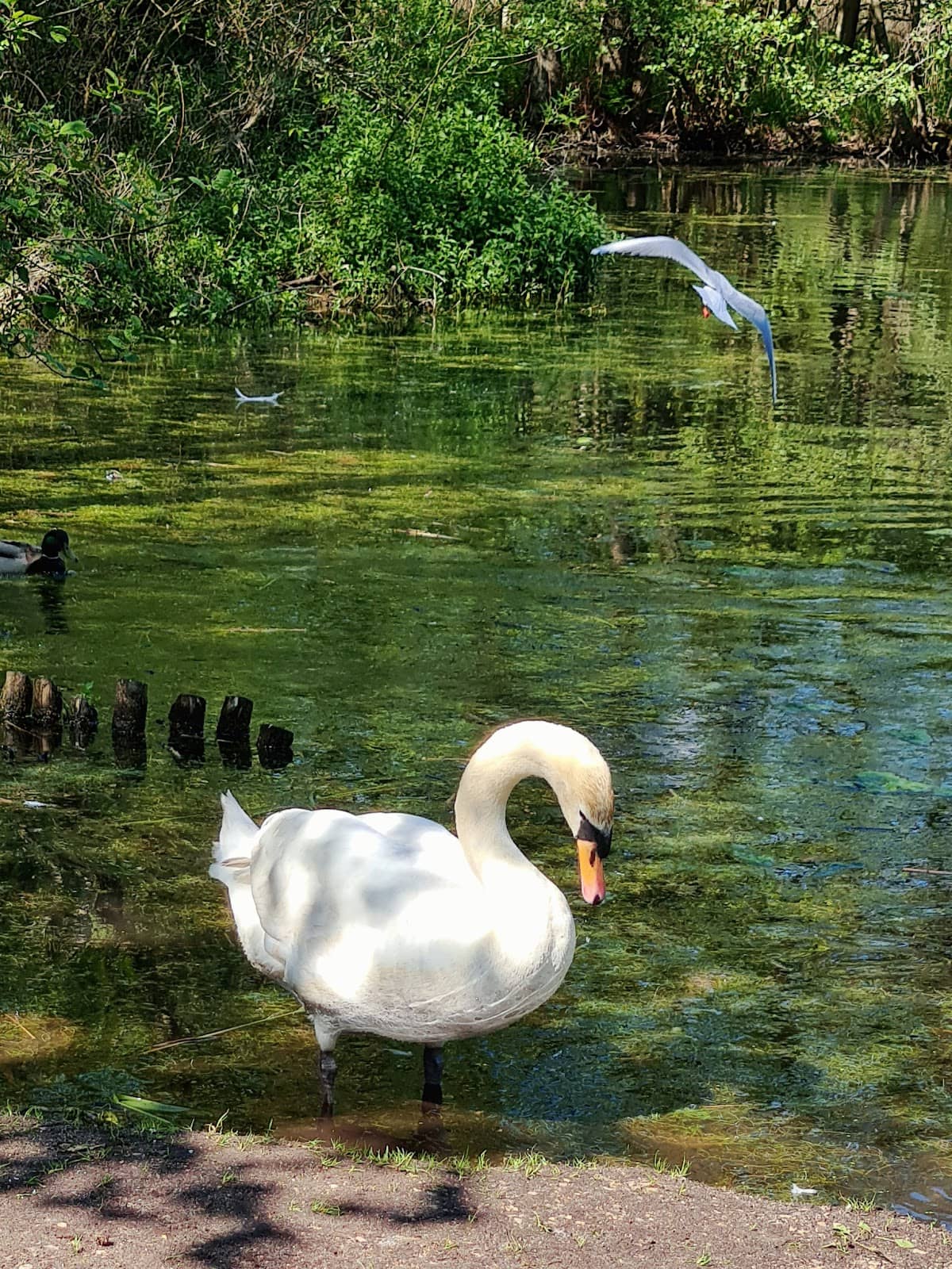 Children's Playground