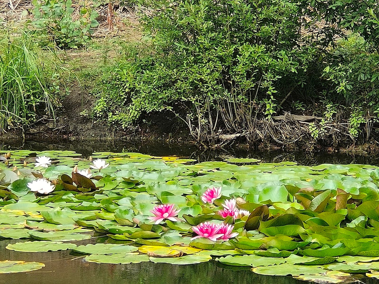 Dune Trails (Pays de Monts) - Image 1