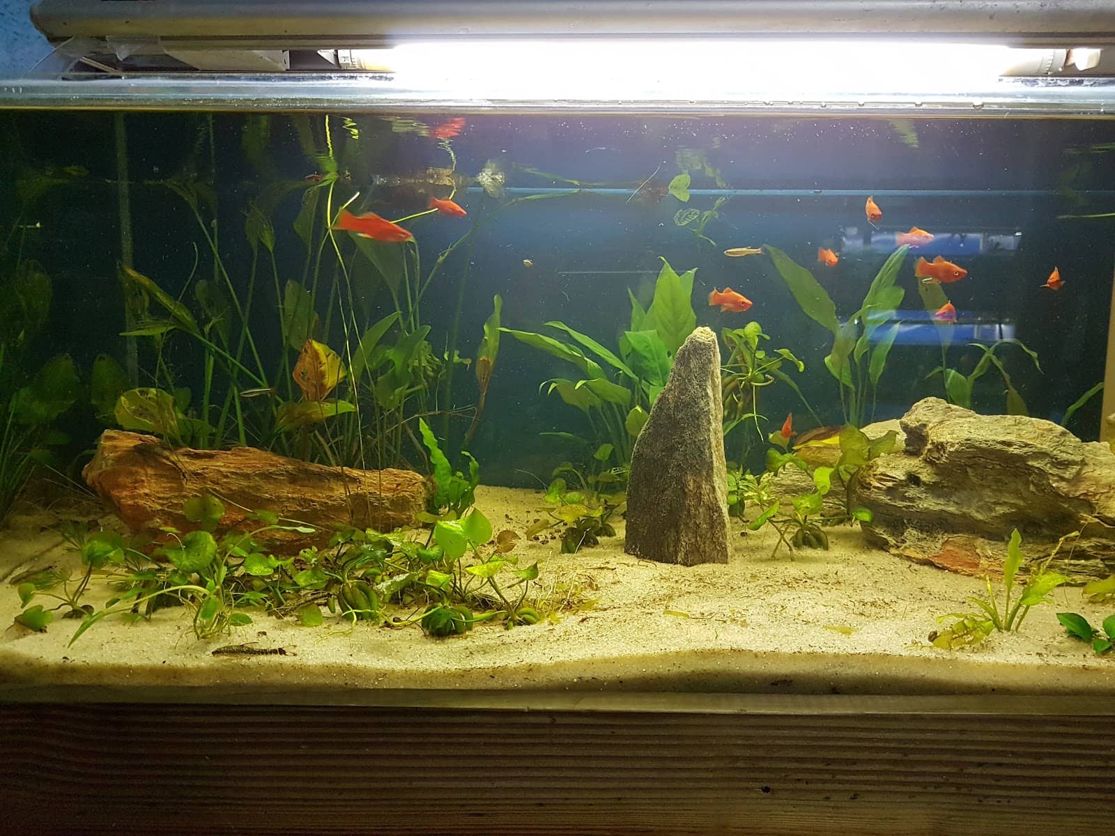 Specialty Fish Selection