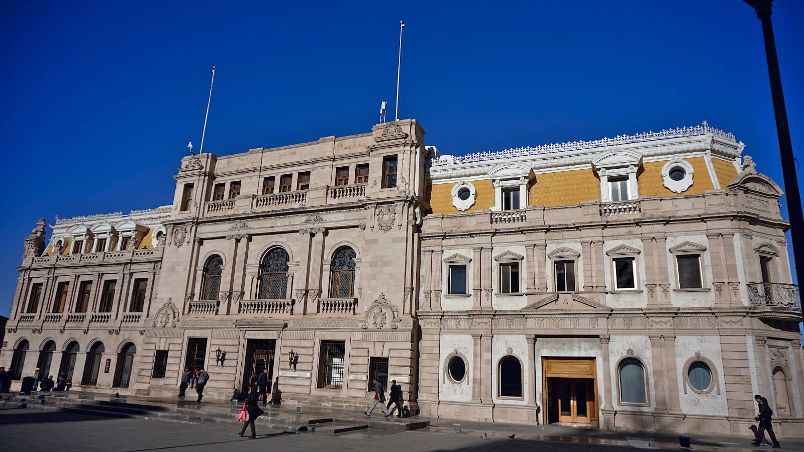 Iconic Chihuahua Dogs