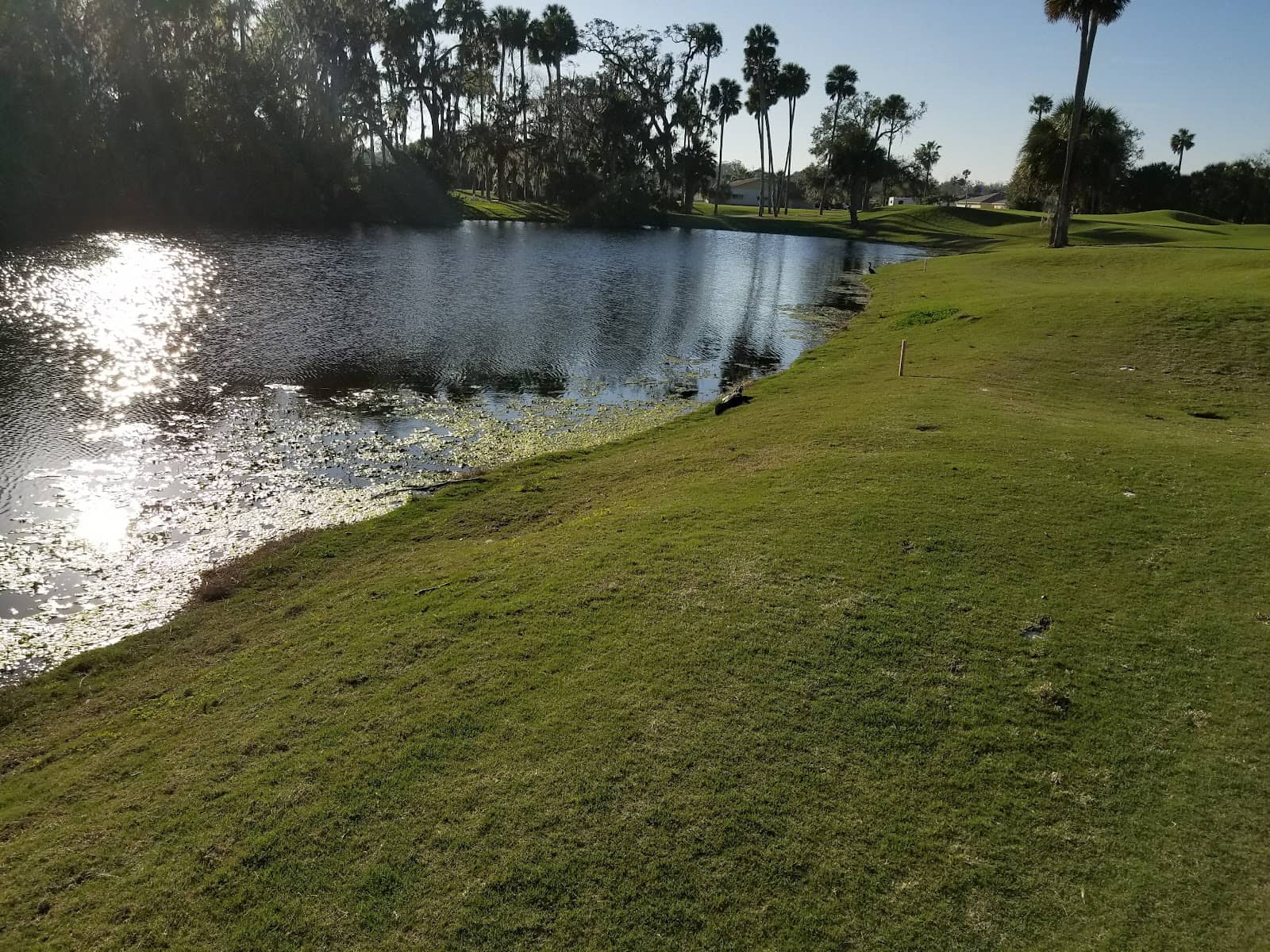 Well-Manicured Greens (when at their best)