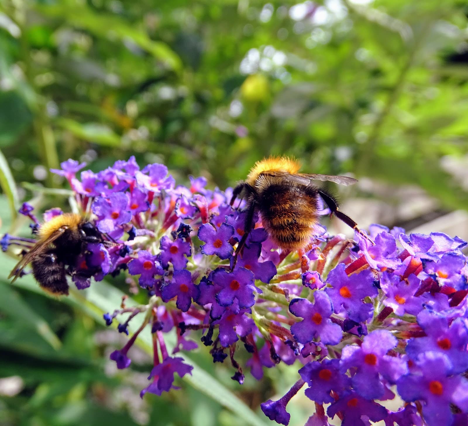 Westerdijk Promenade - Image 1