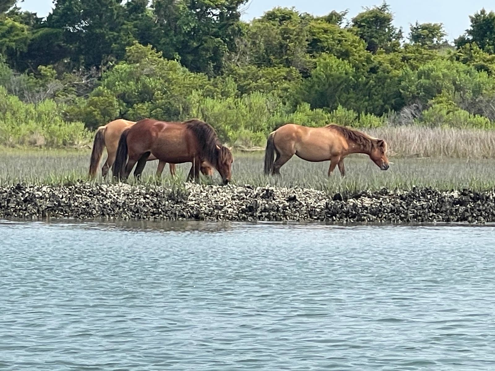 Rachel Carson Reserve - Image 1