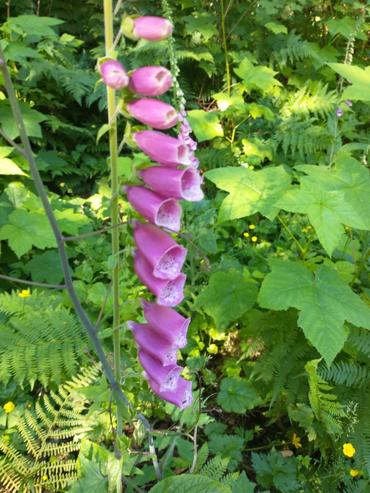 Trans Canada Trail (Burnaby North) - Image 1