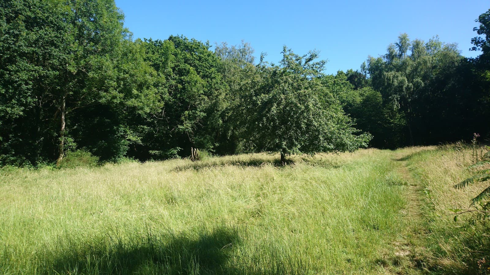Ashplats Wood LNR - Image 1