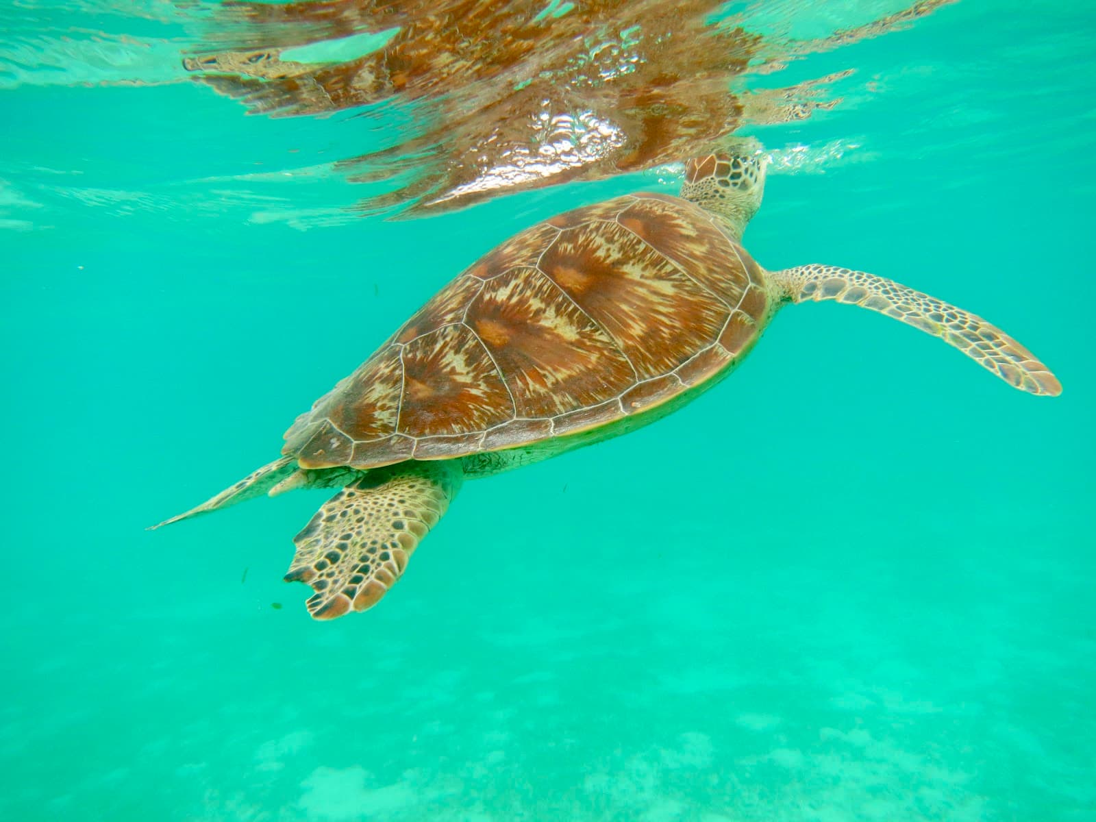 House Reef South Male Atoll - Image 1
