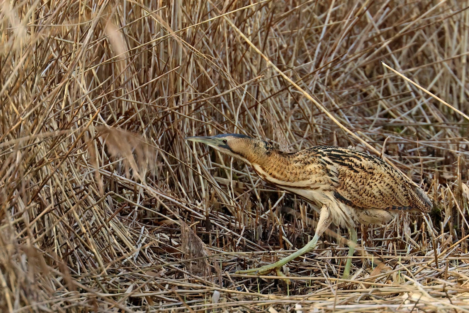 Far Ings National Nature Reserve - Image 1