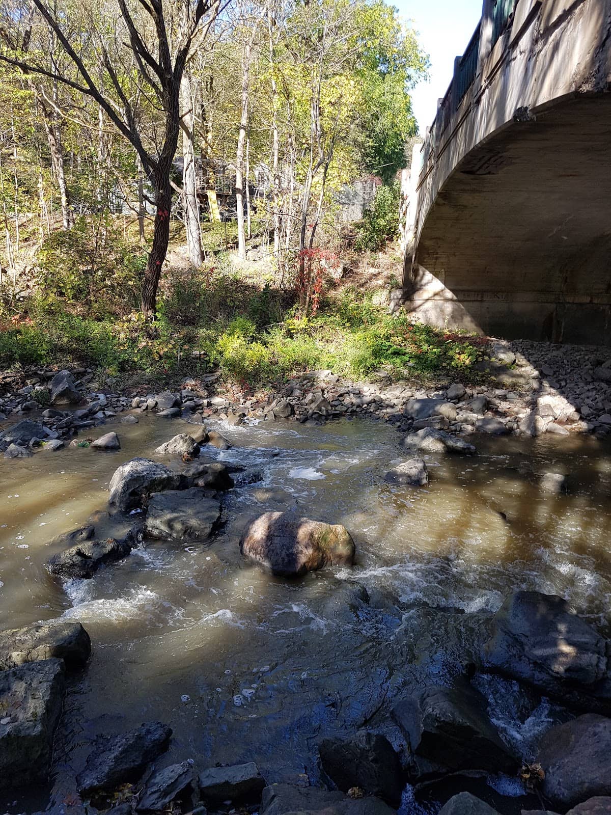 Indigenous Art & Rain Garden