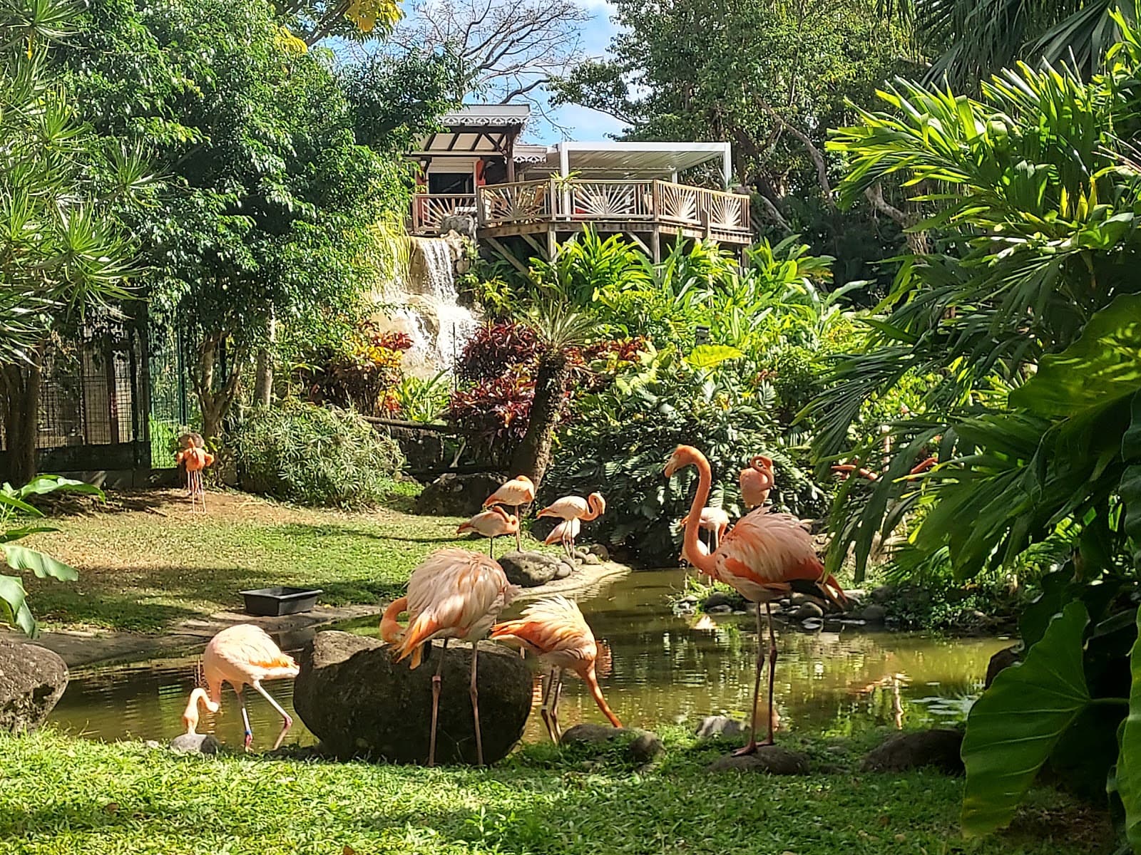 Deshaies Botanical Garden - Image 1