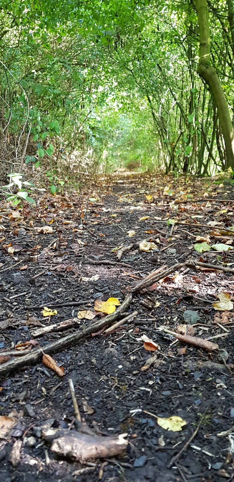 Tranquil Forest Trails