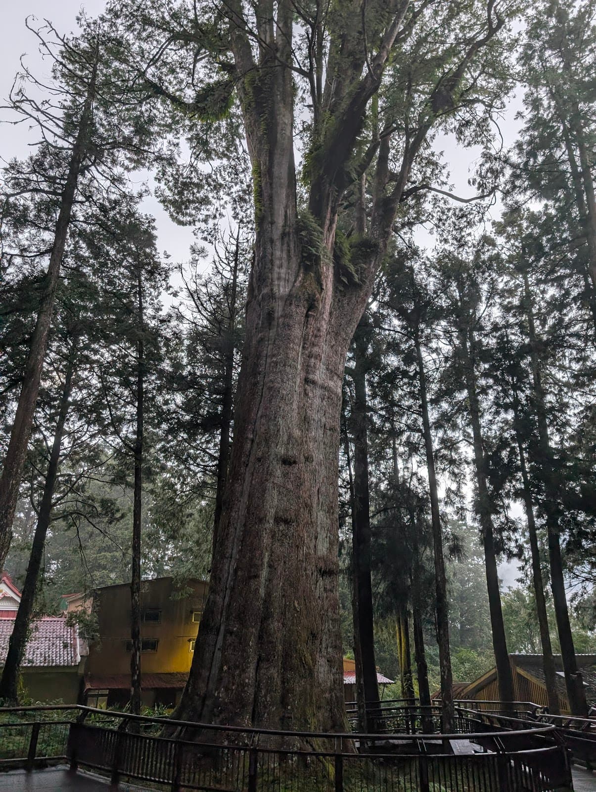 Giant Tree Trail Alishan - Image 1