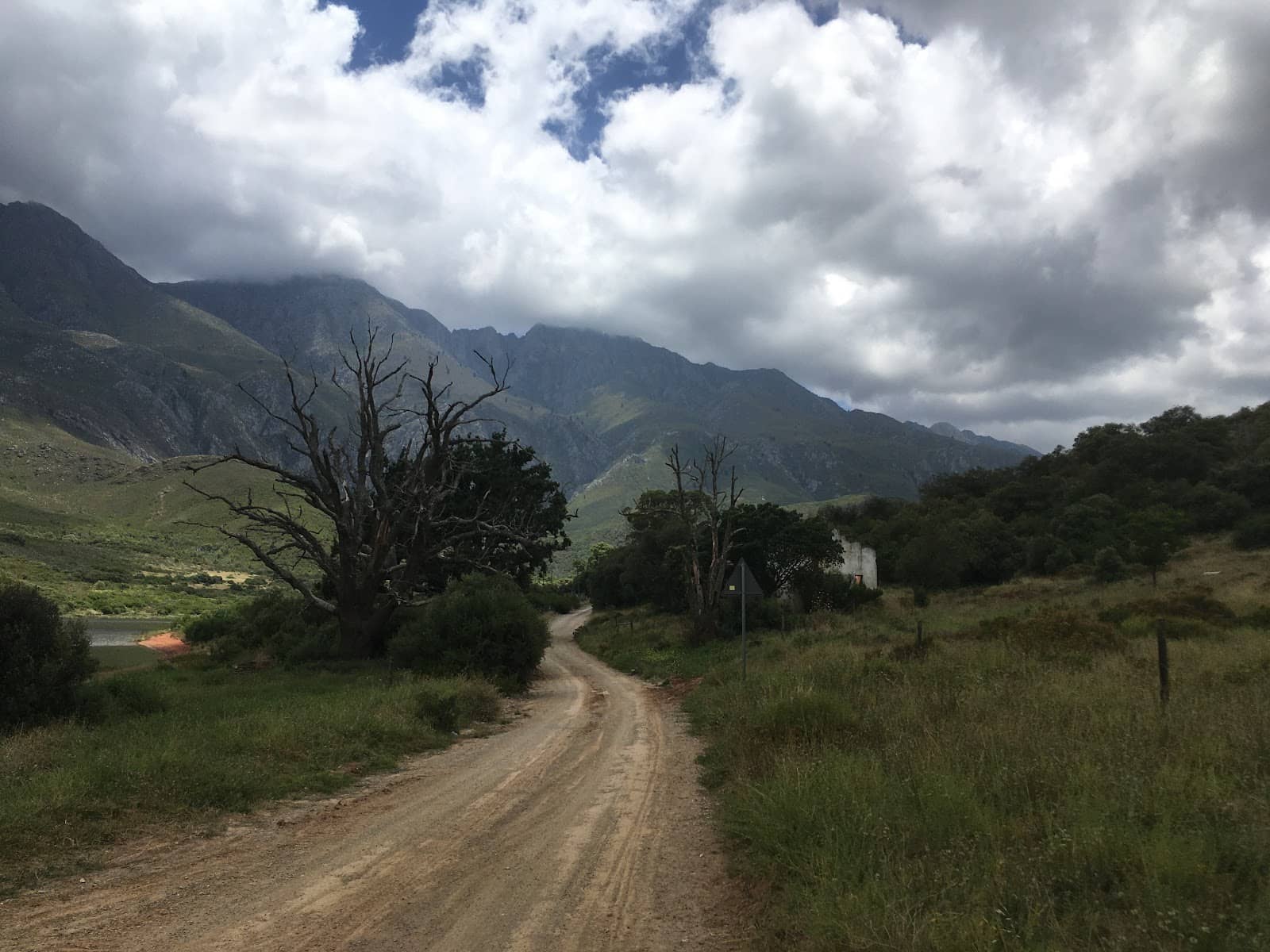 Diverse Fynbos Flora