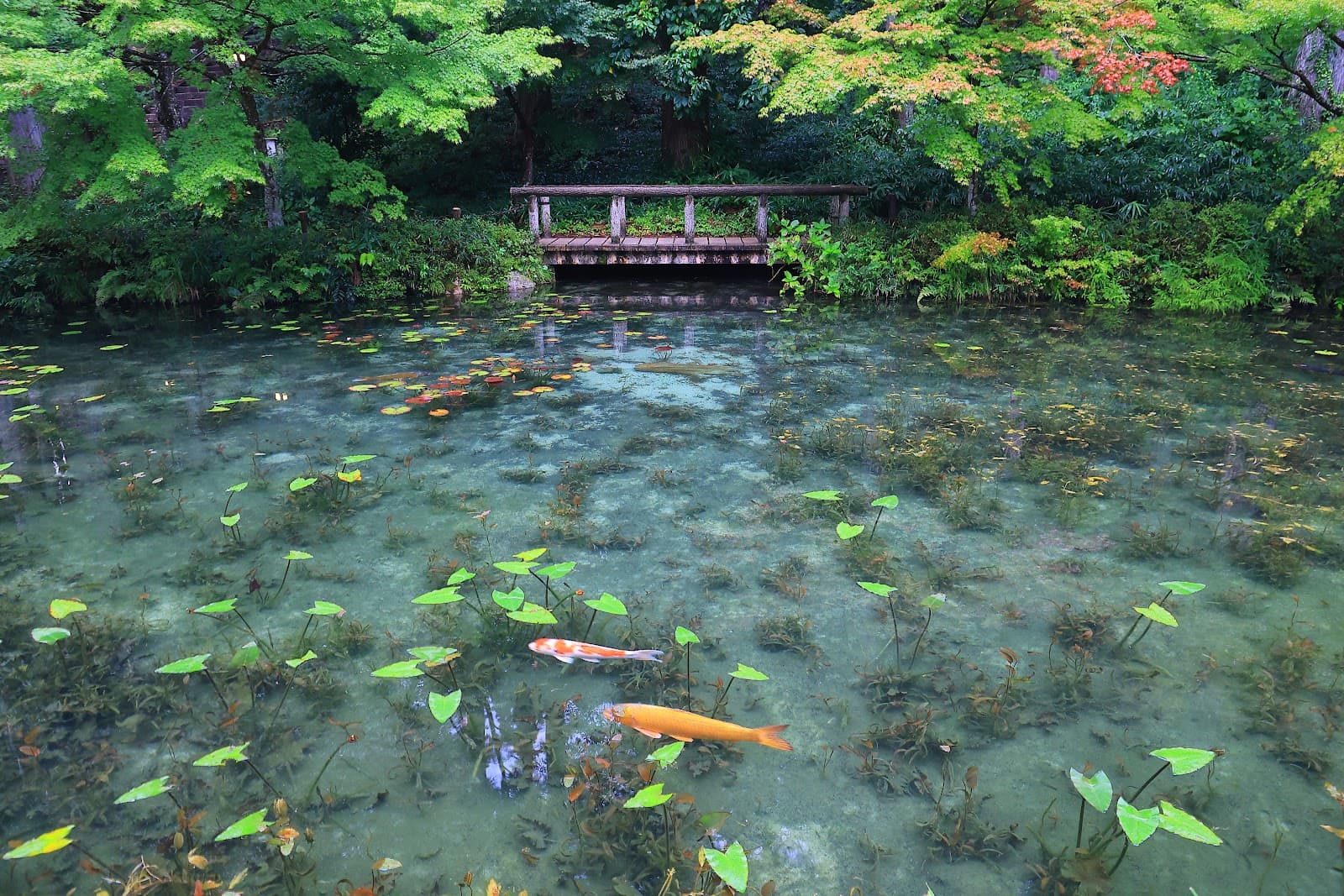 Monet's Pond (Namonaki Ike) - Image 1