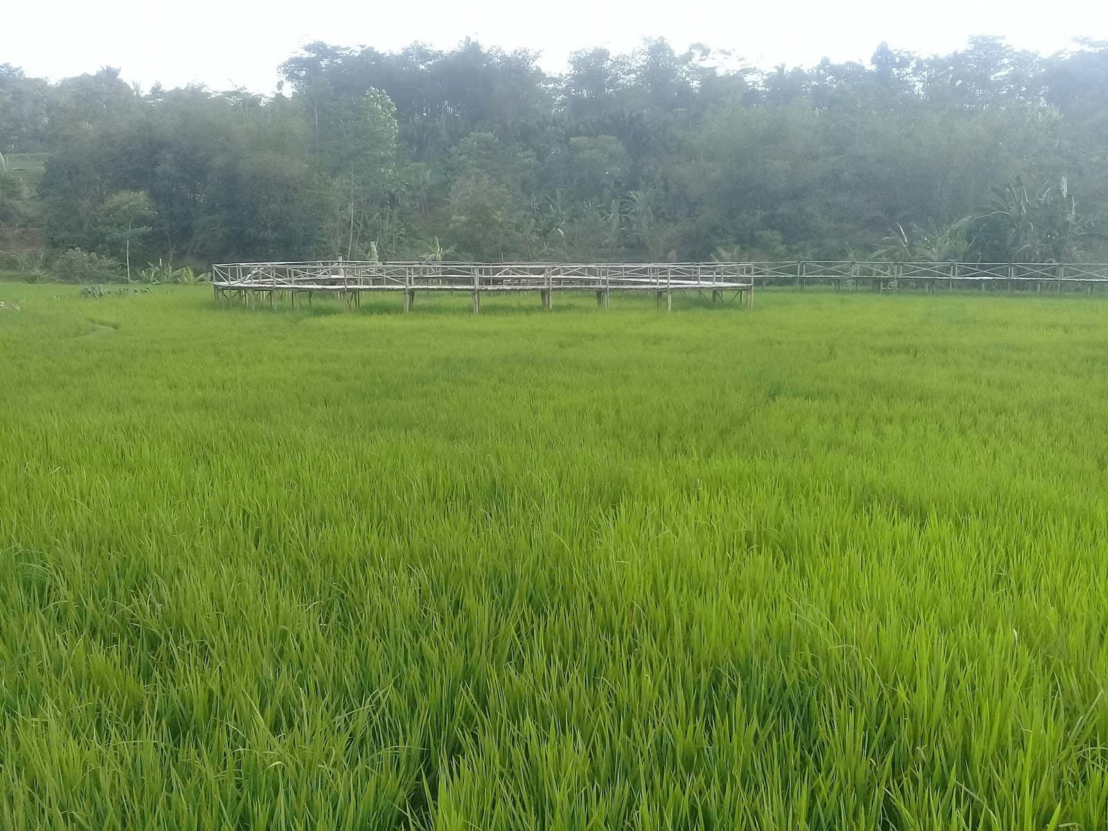 Pongkor Geopark - Image 1